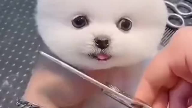 Little dog getting a haircut