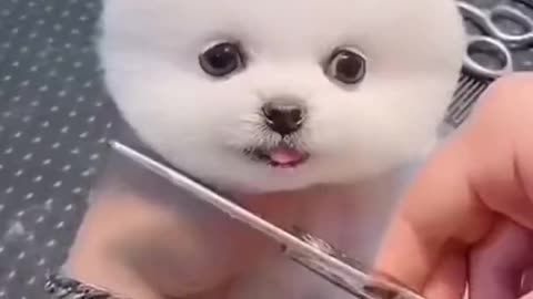 Little dog getting a haircut