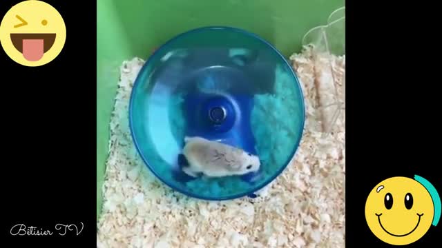 cute hamsters eating