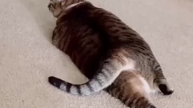 cut dog video___funny cat video