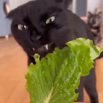 The cat is eating lettuce