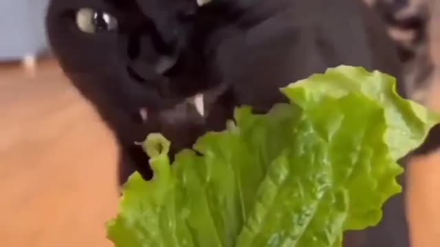 The cat is eating lettuce