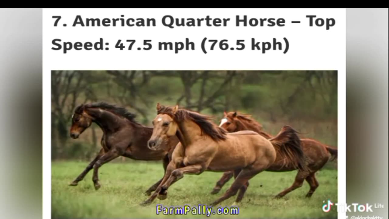 Top 10 Fastest Animals on Land