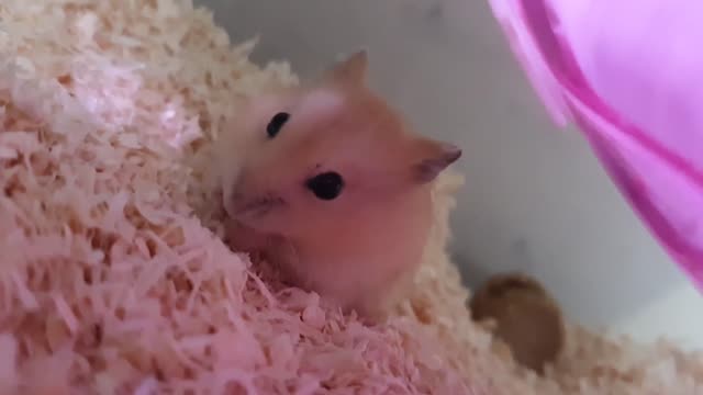 A hamster found a treasure along the way