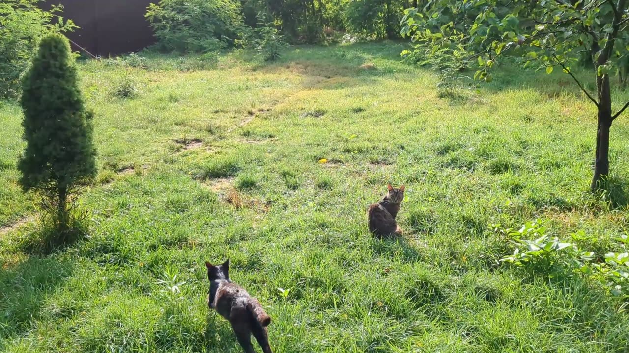 Over 300 Cats At This Cat Sanctuary