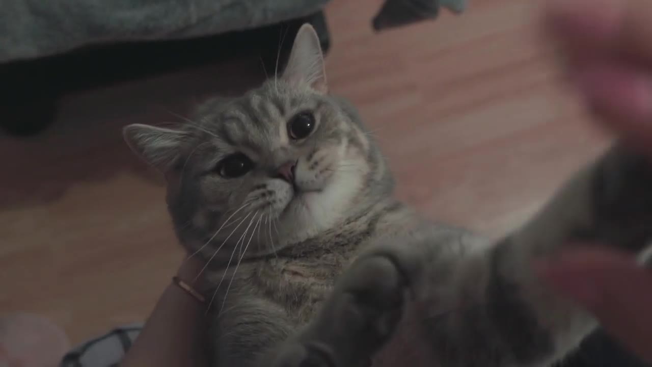 😍Super Cute❤️Cat Playing With his Owner😍