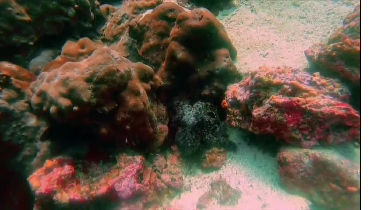 Black rock comes alive in front of surprised scuba diver