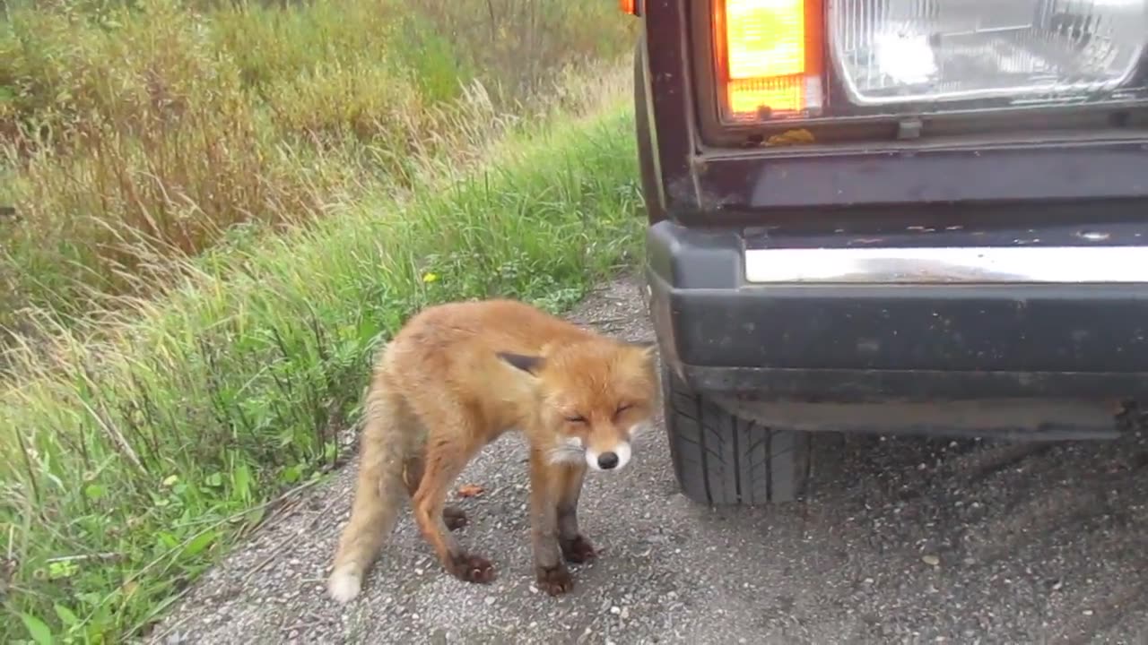 This is communication with nature, crazy little fox