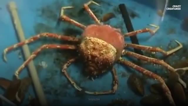 The Giant Japanese Spider Crab