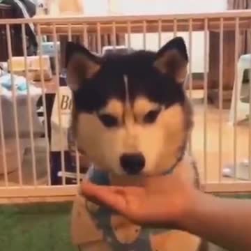 PETS NEVER LIE ABOUT LOVE-37 #shorts