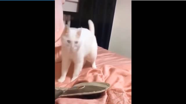 Cat Dance