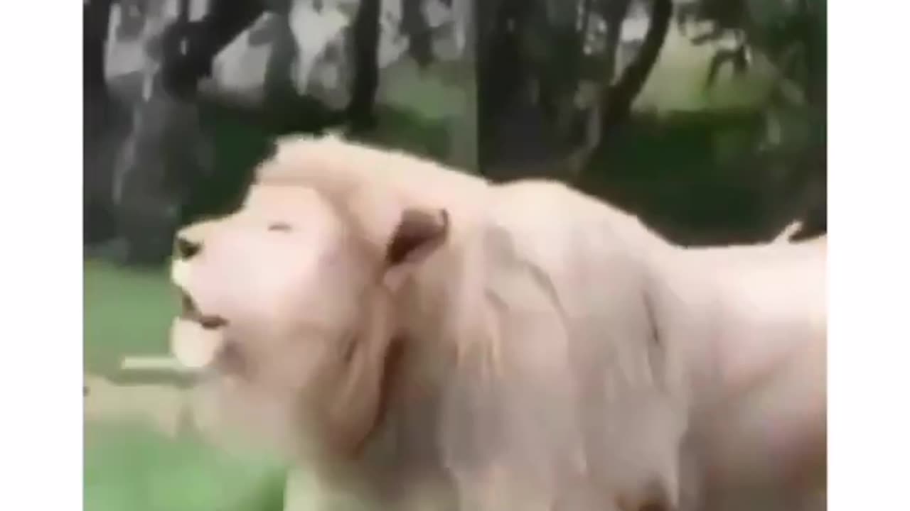 SEE A LION THAT IS SINGING