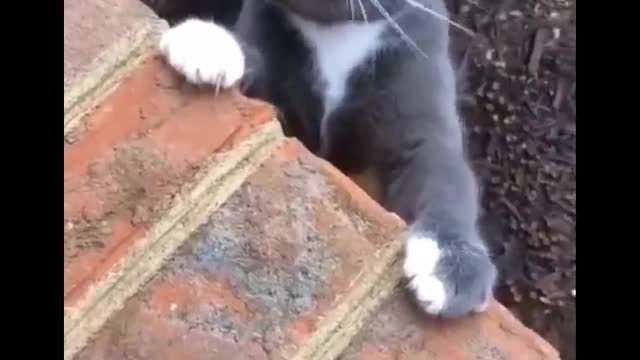 The Funniest Cat Video Compilation