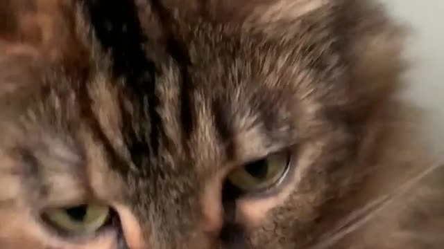 BEST VIDEOS OF CATS CUTE