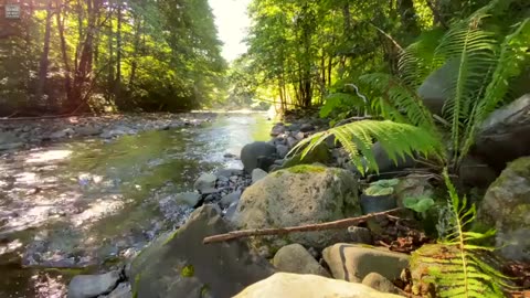 Favorite mountain river without birds