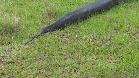 Massive Python spotted in Ballito