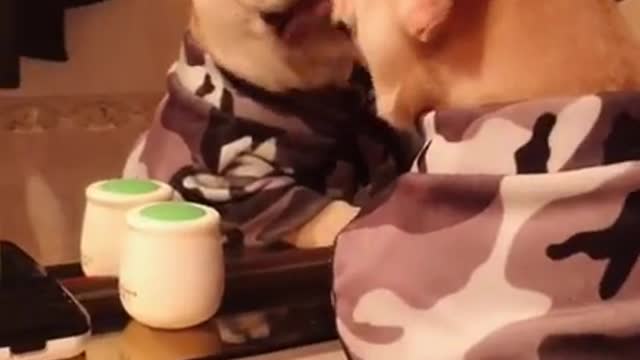 Mirror-loving dog