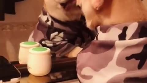 Mirror-loving dog