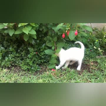 Cat funny moment video