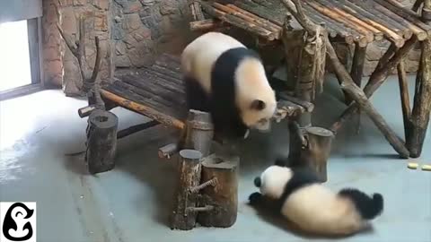 SUPER CUTE PANDA'S! FUNNY PANDA COMPILATION