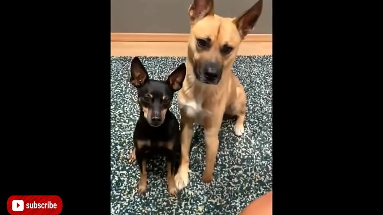 funny dog videos try not to laugh impossible 😁