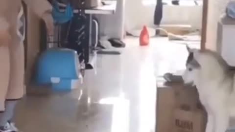 The cat with toilet paper falling on her head does not even react!