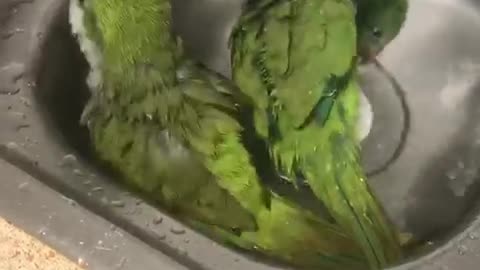 Love is Love ❤️ My girls Tiffany and Georgie having a bath