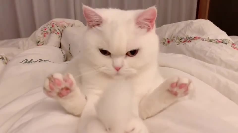 cat -