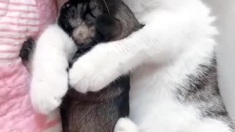 Cute Animal Love