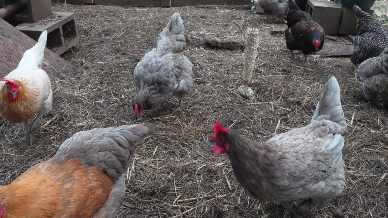 Lots of fresh tomatoes this year to share with my hens.