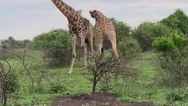Kindest Giraffe