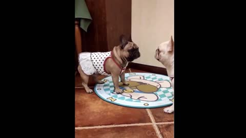 Cute & Funny Pets Compilations