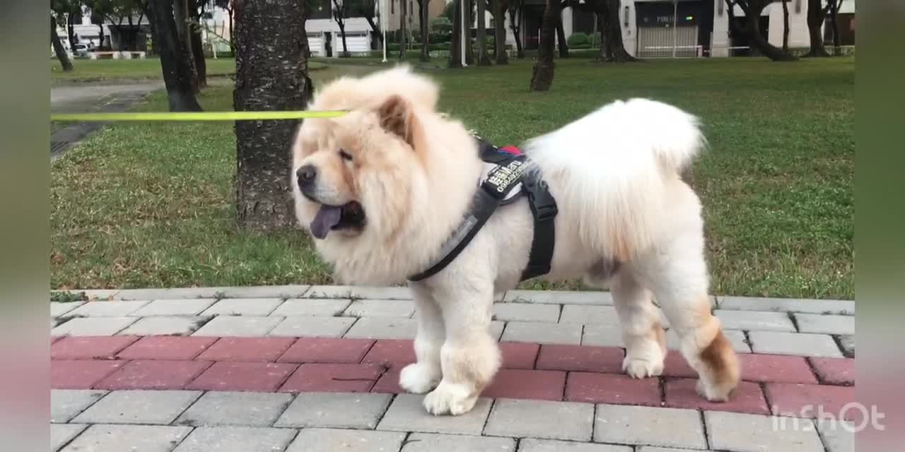 Is this a dog or a lion ?