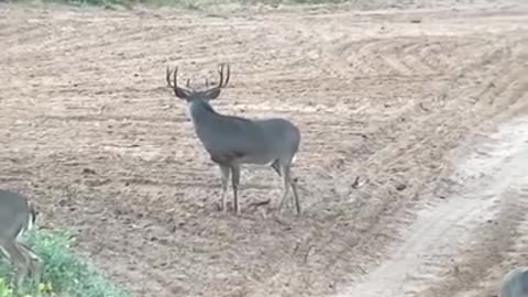 Whitetail Shot by hunter