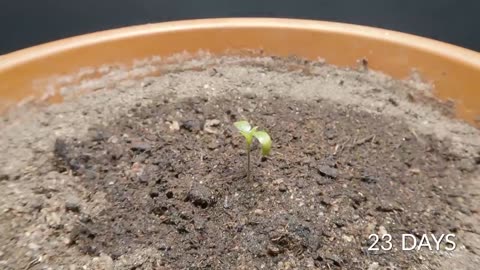 GHOST PEPPER Time-lapse - 185 Days