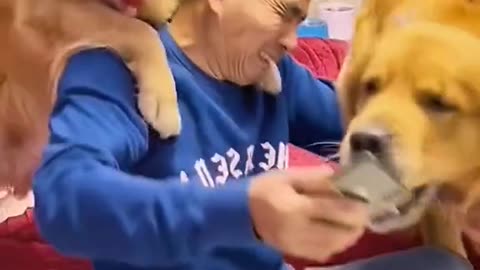 Animals🐵🐔🐶🐷 funny moments