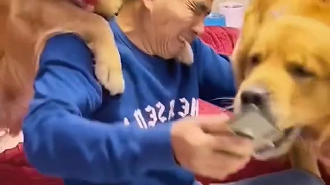 Animals🐵🐔🐶🐷 funny moments