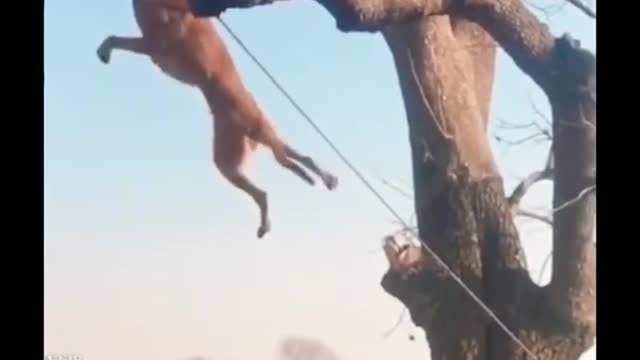 Dog Training How to Train ANY DOGs❤️❤️❤️👌👌💥💥#short