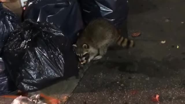 Raccoons in New York