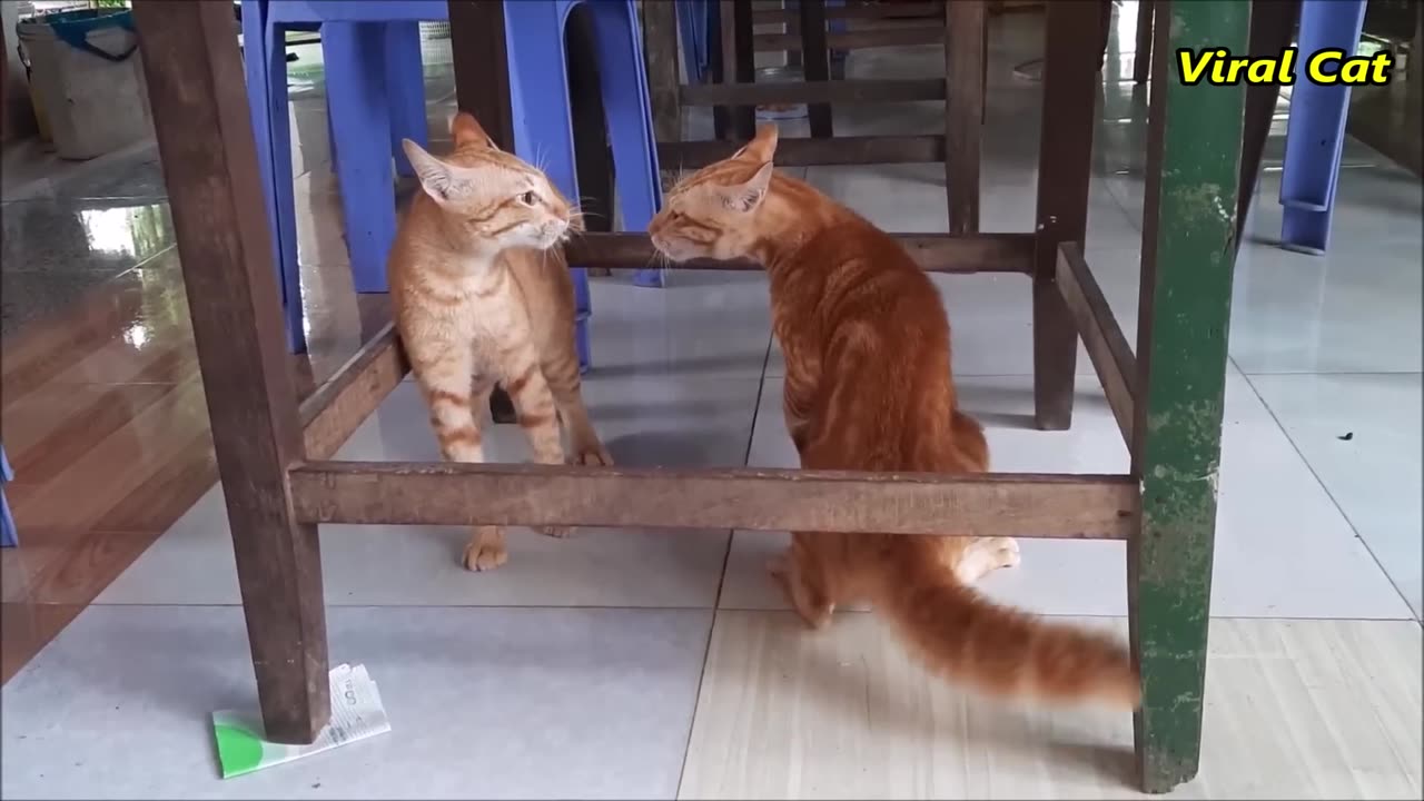 Cat fighting