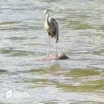 Will it Get a Fish ?