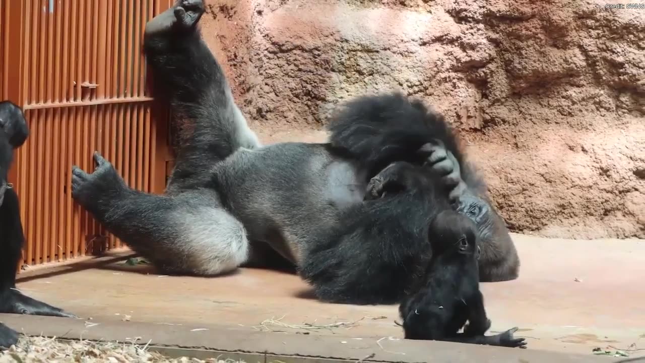 Baby gorilla