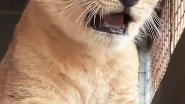 Little and Cute Baby Lion