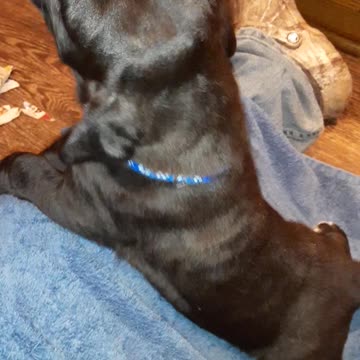 Hemi/Denali blue collar male