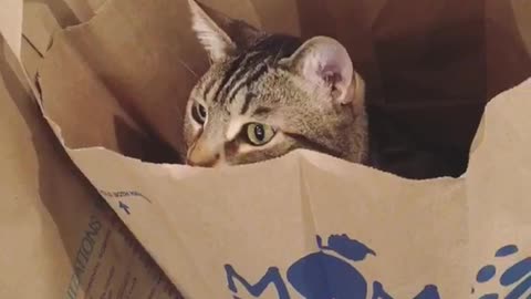 Cat sitting in mom paper bag