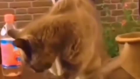 Funny Cat video|Funny videos