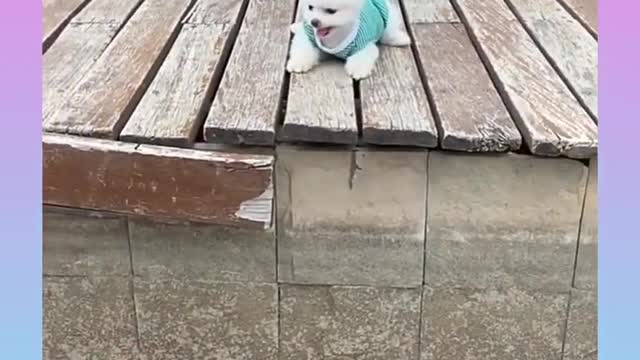 Cute dog πΆππΆ Pomeranian