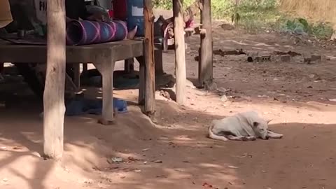 Mystery BIG BOX P.ranks Lovely Dogs - Funny Dog Video