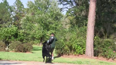 Training your guard dogs step by step