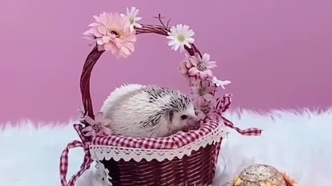 little hedgehog